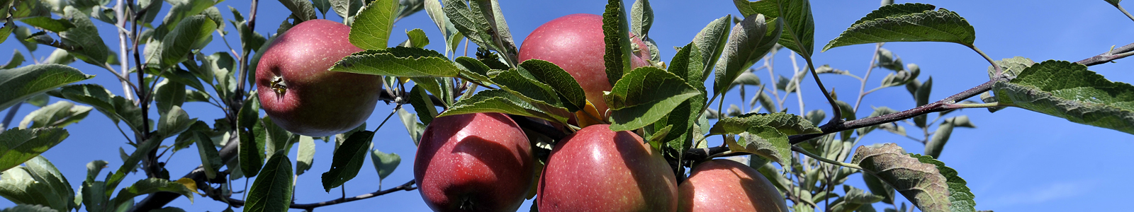 Rote Äpfel am Ast ©Feuerbach